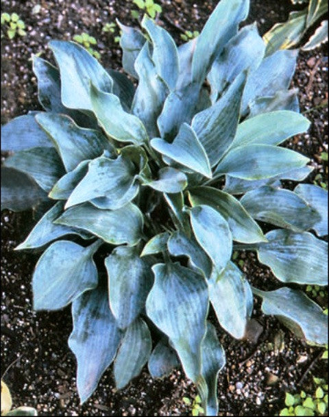 'Indigo' Hosta