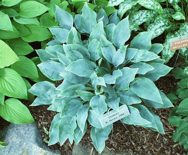 'Indigo' Hosta Courtesy of Carol Brashear