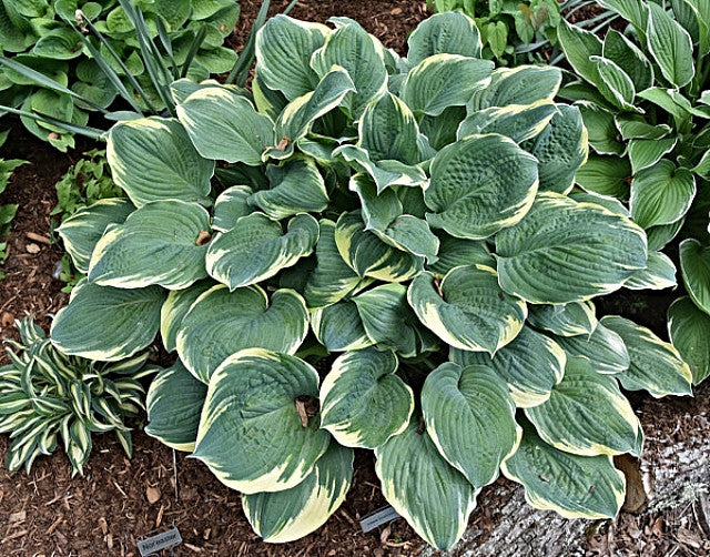 Hosta 'Inspire Greatness' Courtesy of Bert Malkus and the Hosta Library