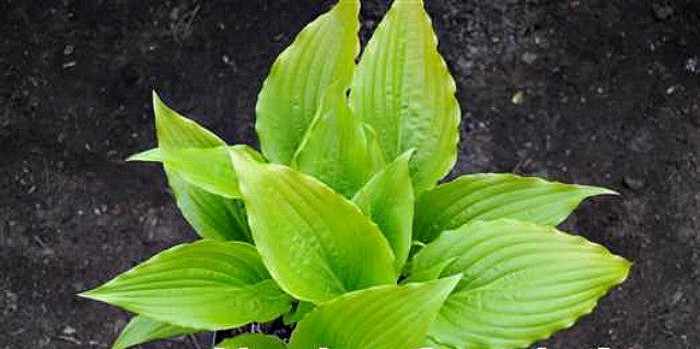 'Invincible Spirit' Hosta Courtesy of Naylor Creek
