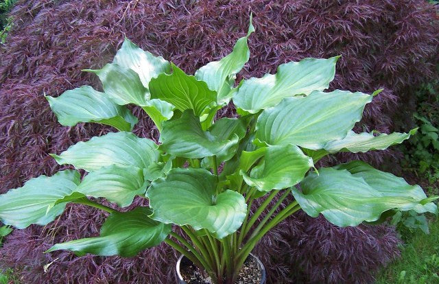 'Irish Luck' Hosta Courtesy of Shady Oaks Nursery