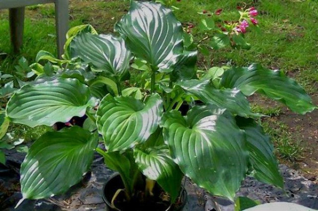 'Irish Luck' Hosta Courtesy of Naylor Creek