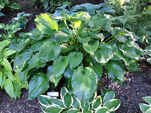 'Irish Luck' Hosta From NH Hostas