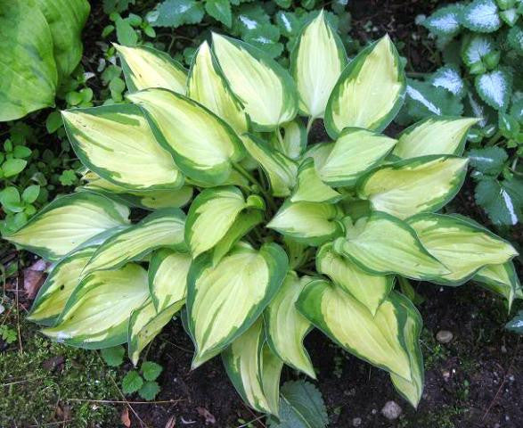 'Island Charm' Hosta From NH Hostas