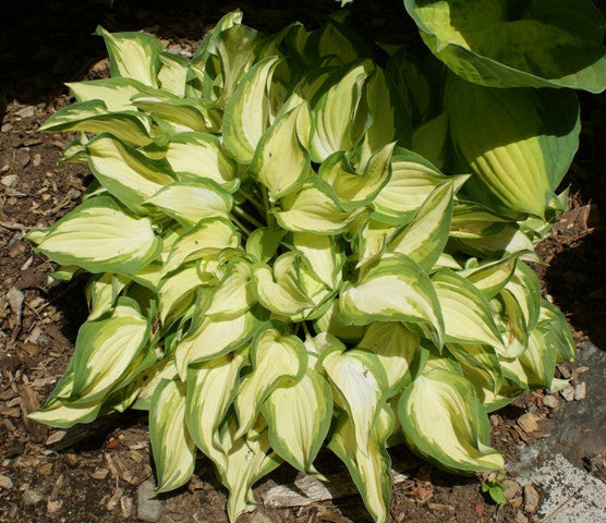 'Island Charm' Hosta From NH Hostas