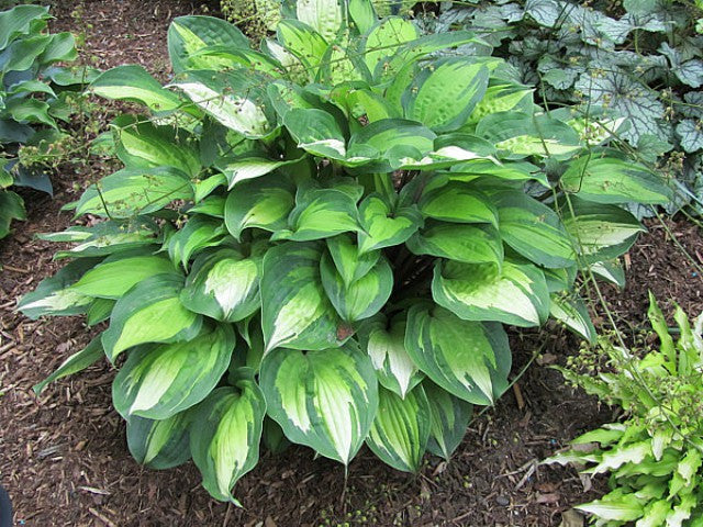 'Island Breeze' Hosta Courtesy of Carol Brashear