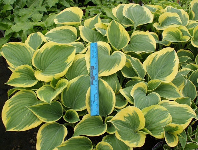 'Ivory Coast' Hosta From NH Hostas