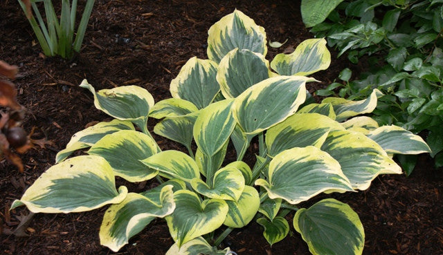 'Ivory Coast' Hosta From NH Hostas