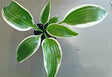 Hosta 'Ivory Frame' Courtesy of the Hosta Library