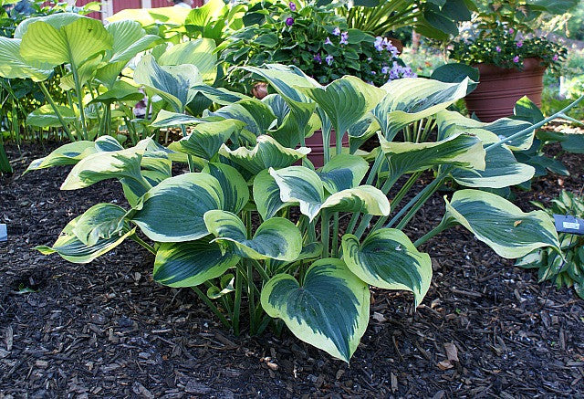 'Ivory Coast' Hosta