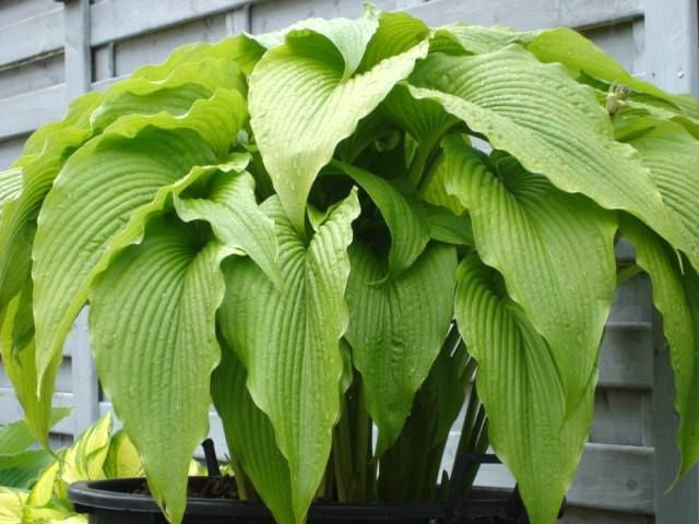 'Jade Cascade' Hosta