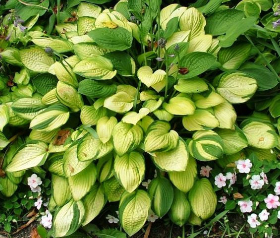 'Janet' Hosta From NH Hostas