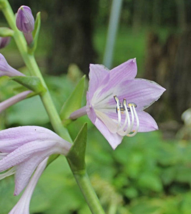 Hosta 'Jasmine' Courtesy of Doug Beilstein