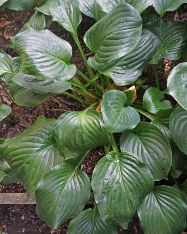 Hosta 'Jasmine' Courtesy of Doug Beilstein