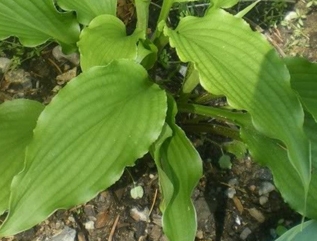 'Jaws' Hosta