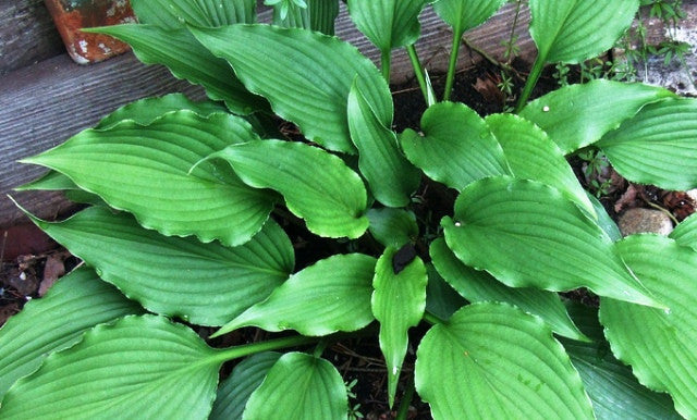 'Jaws' Hosta