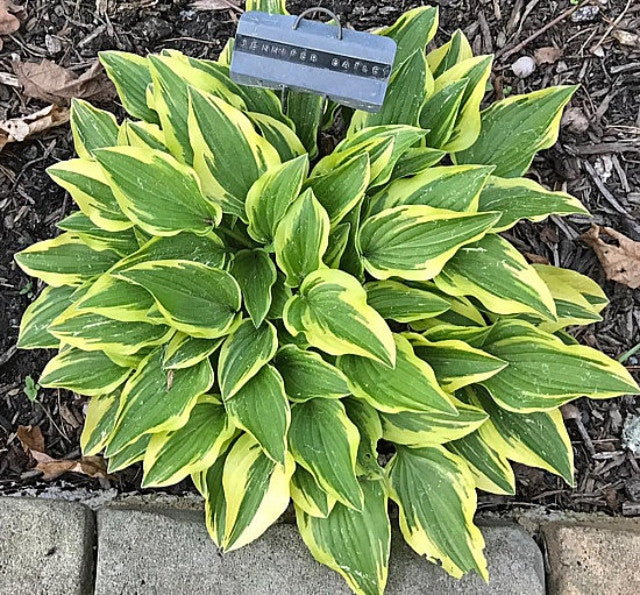 Hosta 'Jennifer Bailey' Courtesy of the Hosta Library