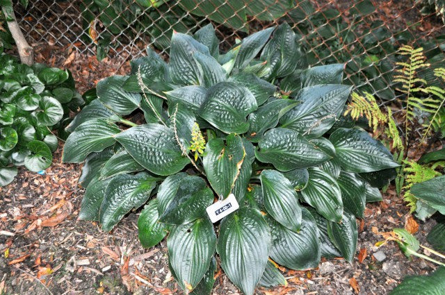 'Jetstream' Hosta in late summer Courtesy of Doug Beilstein