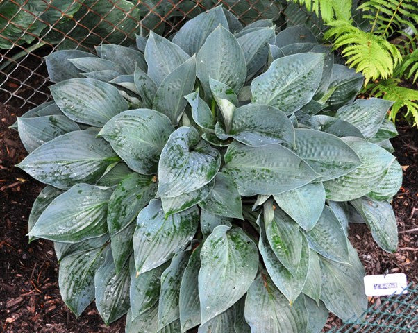 'Jetstream' Hosta Courtesy of Green Hill Farm