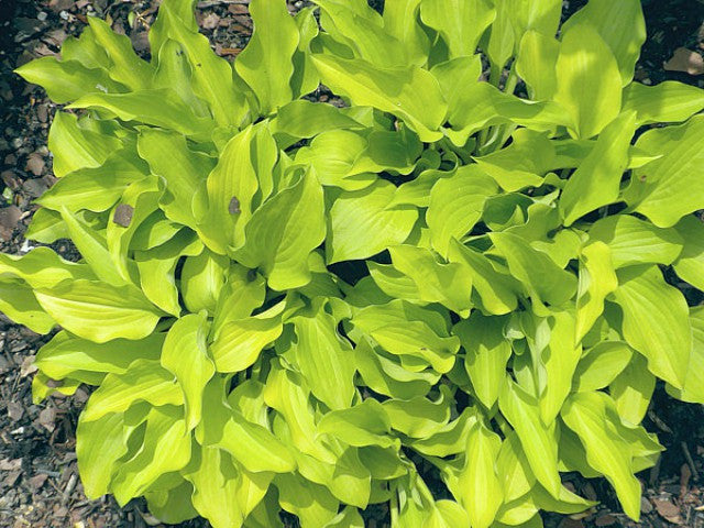 Hosta 'Jiminy Cricket' Courtesy of Dick Ward and the Hosta Library