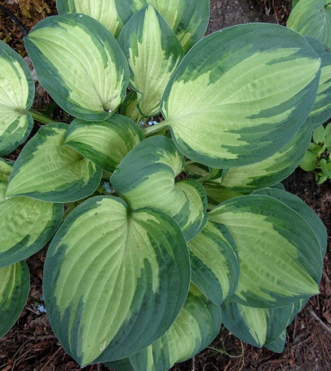 'Julie Morss' Hosta