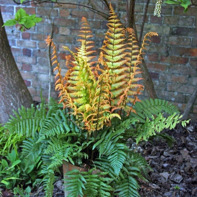 Jurassic Gold Wood Fern PP32735
