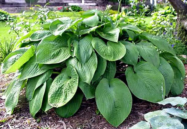 'Jurassic Park' Hosta