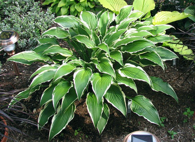 Hosta 'Kalamazoo' Courtesy of The Hosta Library