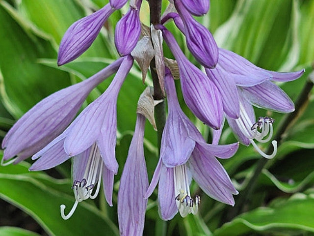Hosta 'Kalamazoo' Courtesy of The Hosta Library