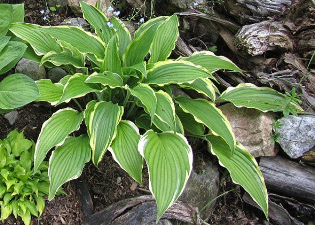 Hosta 'Kalamazoo' Courtesy of The Hosta Library