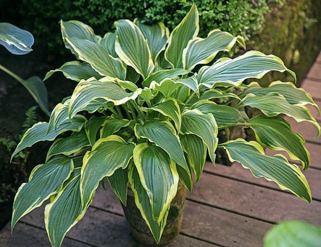 Hosta 'Kalamazoo' Courtesy of The Hosta Library