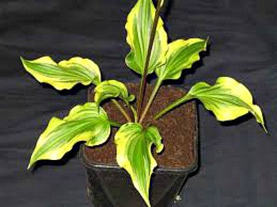 'Kanzi' Hosta Courtesy of Naylor Creek