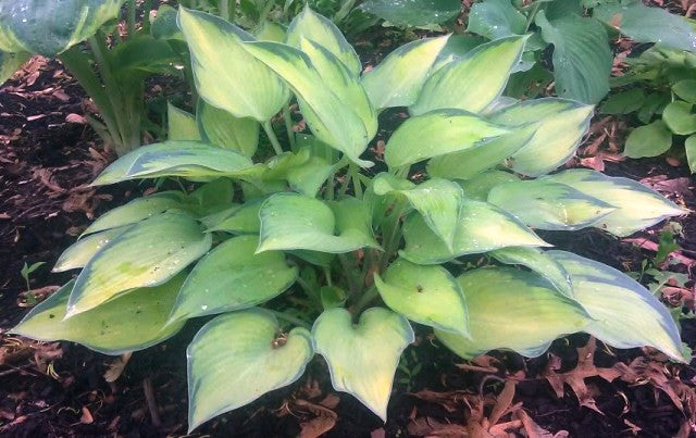 'Katherine Lewis' Hosta