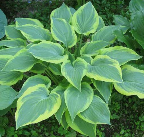 'Katie Q' Hosta