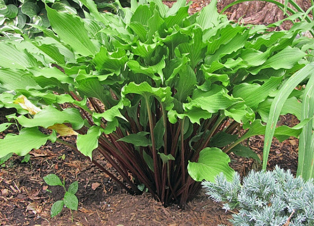 Hosta 'Kempen Red Twist' Courtesy of Carol Brashear