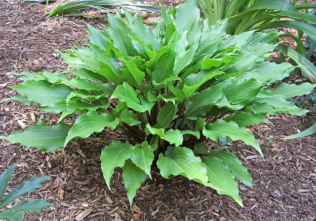 Hosta 'Kempen Red Twist' Courtesy of Carol Brashear