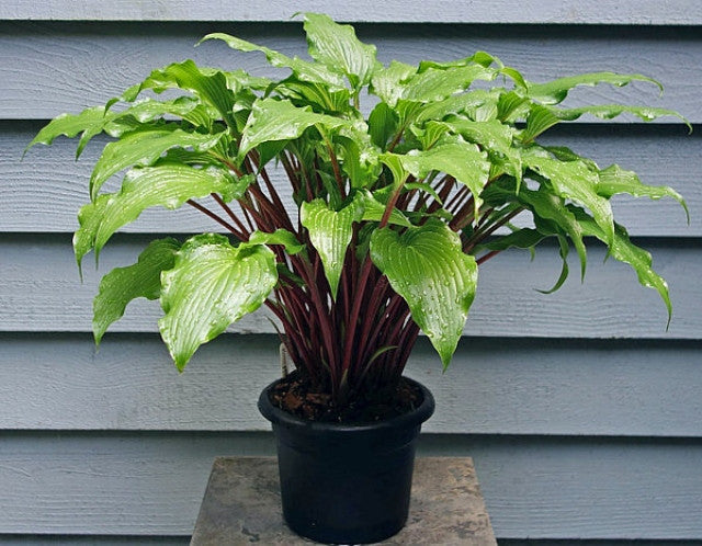 Hosta 'Kempen Red Twist' Courtesy of Graham Raw and the Hosta Library