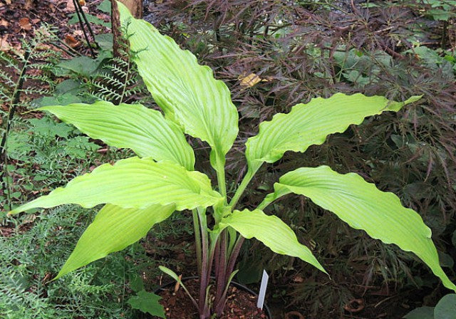 Hosta 'Kempen Waving Shadow' Courtesy of Danny Van Eechaute and the Hosta Library