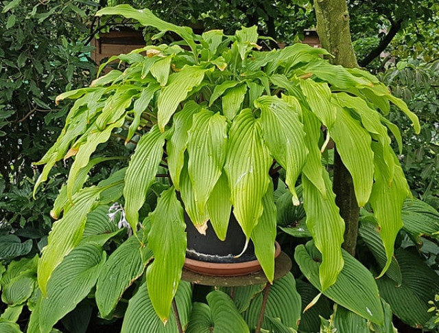Hosta 'Kempen Waving Shadow' Courtesy the Hosta Library