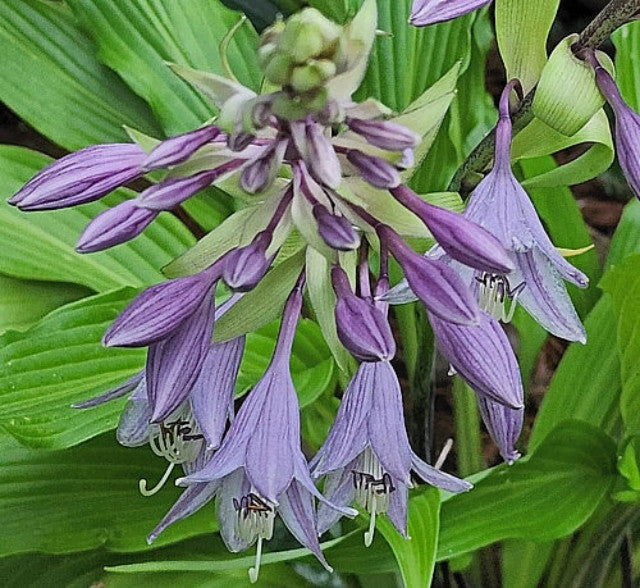 Hosta 'Kempen Waving Shadow' Courtesy the Hosta Library