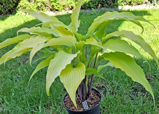 Hosta 'Kempen Waving Shadow' Courtesy the Hosta Library