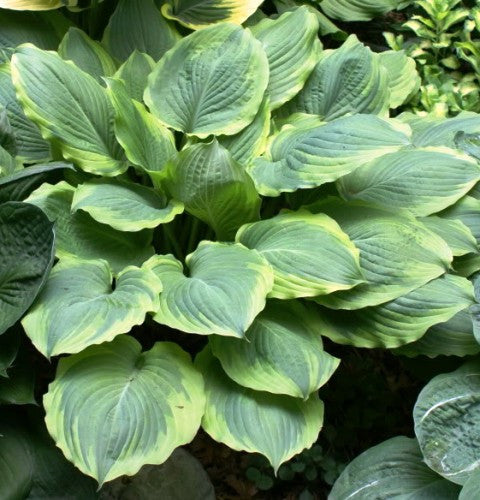 'Key Lime Pie' Hosta