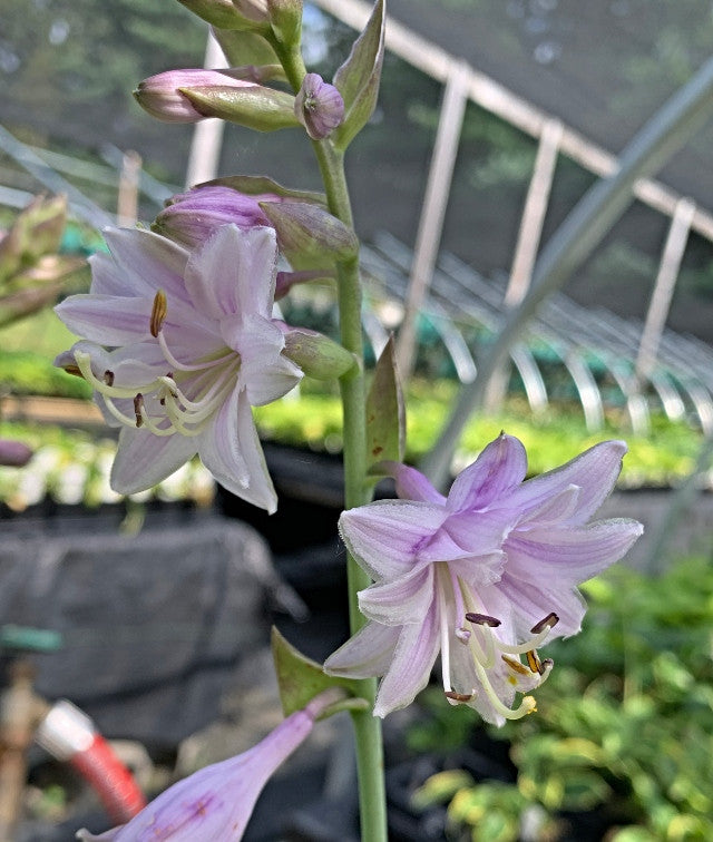 Hosta 'Ki-renjyaku' From NH Hostas