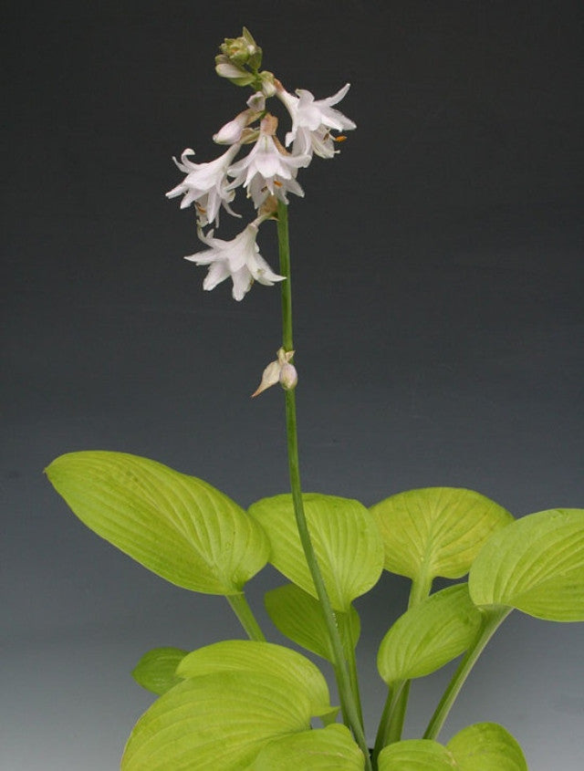 Hosta 'Ki-renjyaku' Courtesy of Shinya Fukatsu and the Hosta Library