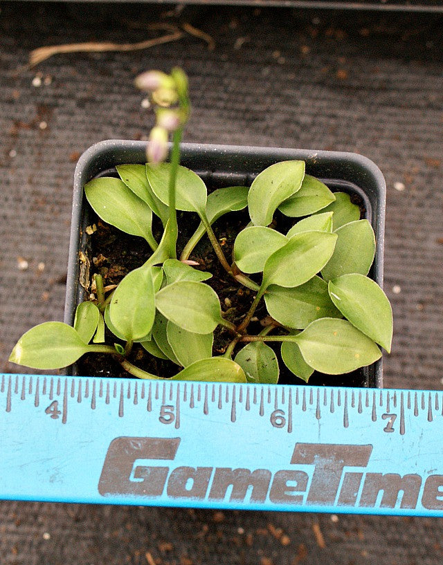 'Kii Hime' Hosta From NH Hostas