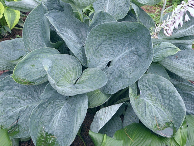 Hosta 'Kim' Courtesy of Charlie Kwick
