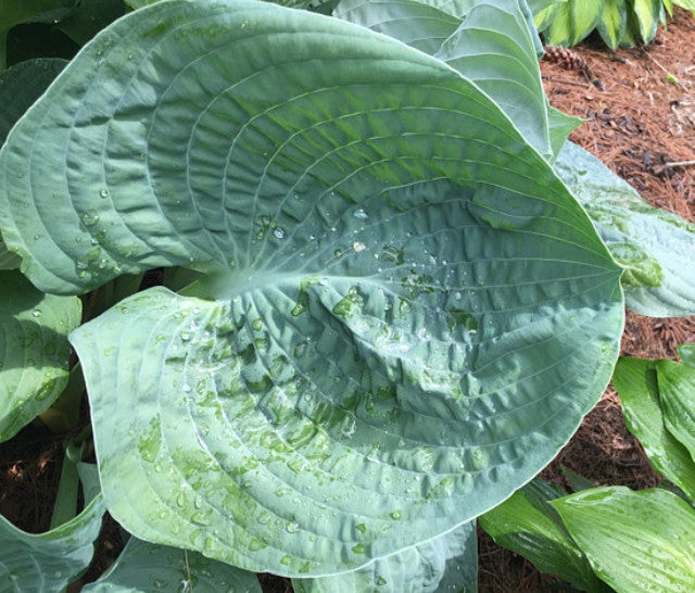 Hosta 'Kim' Courtesy of Charlie Kwick