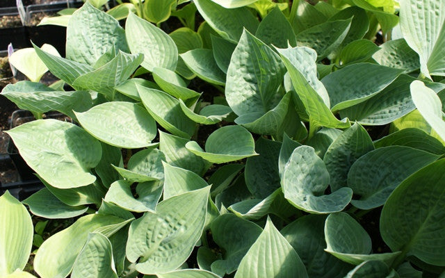 'King of Spades' Hosta From NH Hostas