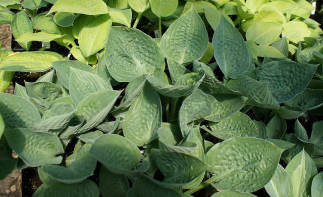 'King of Spades' Hosta From NH Hostas