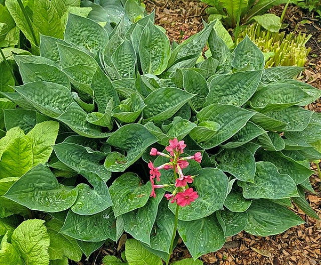 Hosta 'King of Spades' Courtesy of the Hosta Library